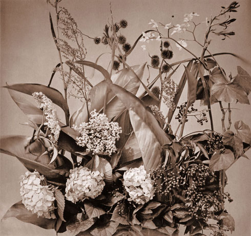 Adolphe Braun, Fleurs